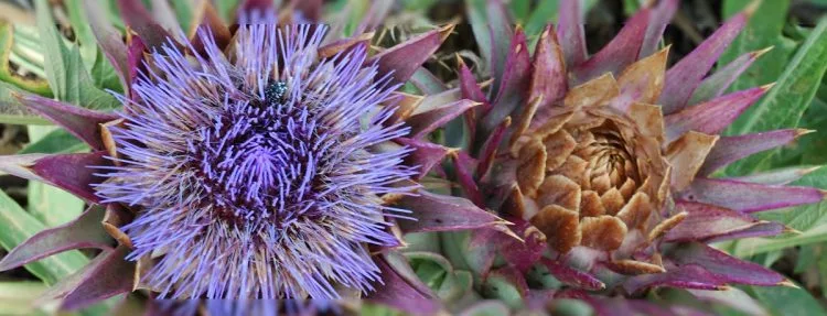 Blume als Energieorganismus